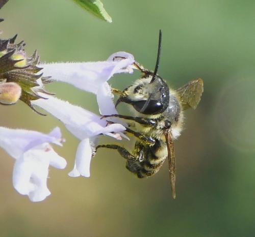 Megachile sp.